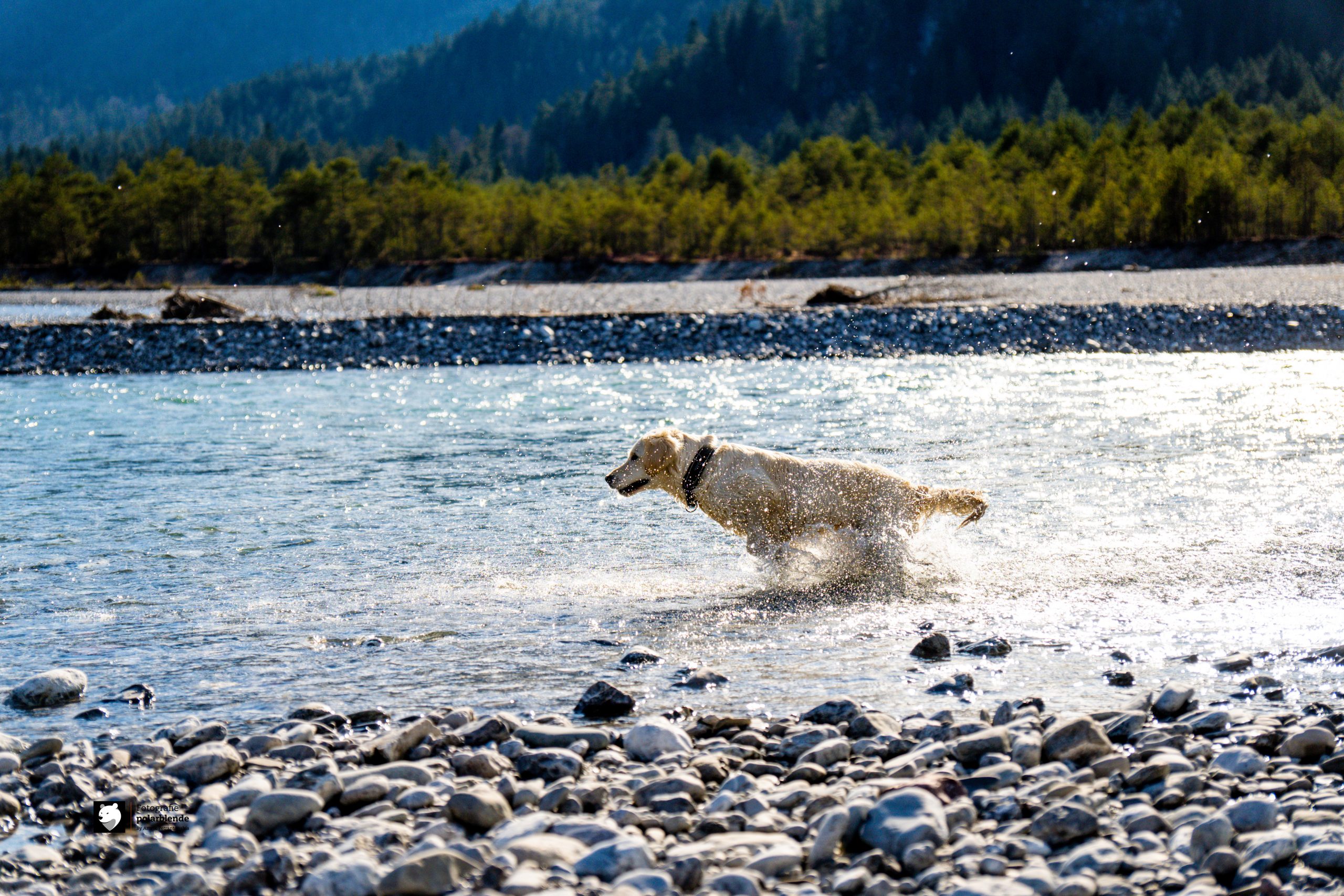Tierfotograf polarblende - Hund Wasser