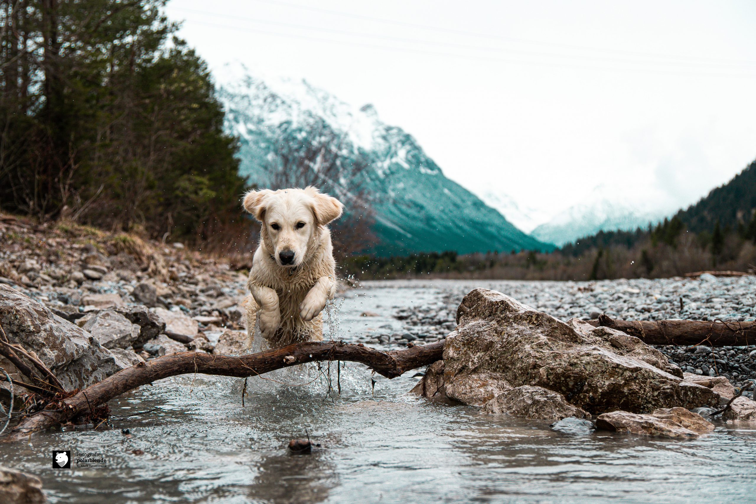 dog-action-2 Tierfotograf polarblende - Hund Wasser springend