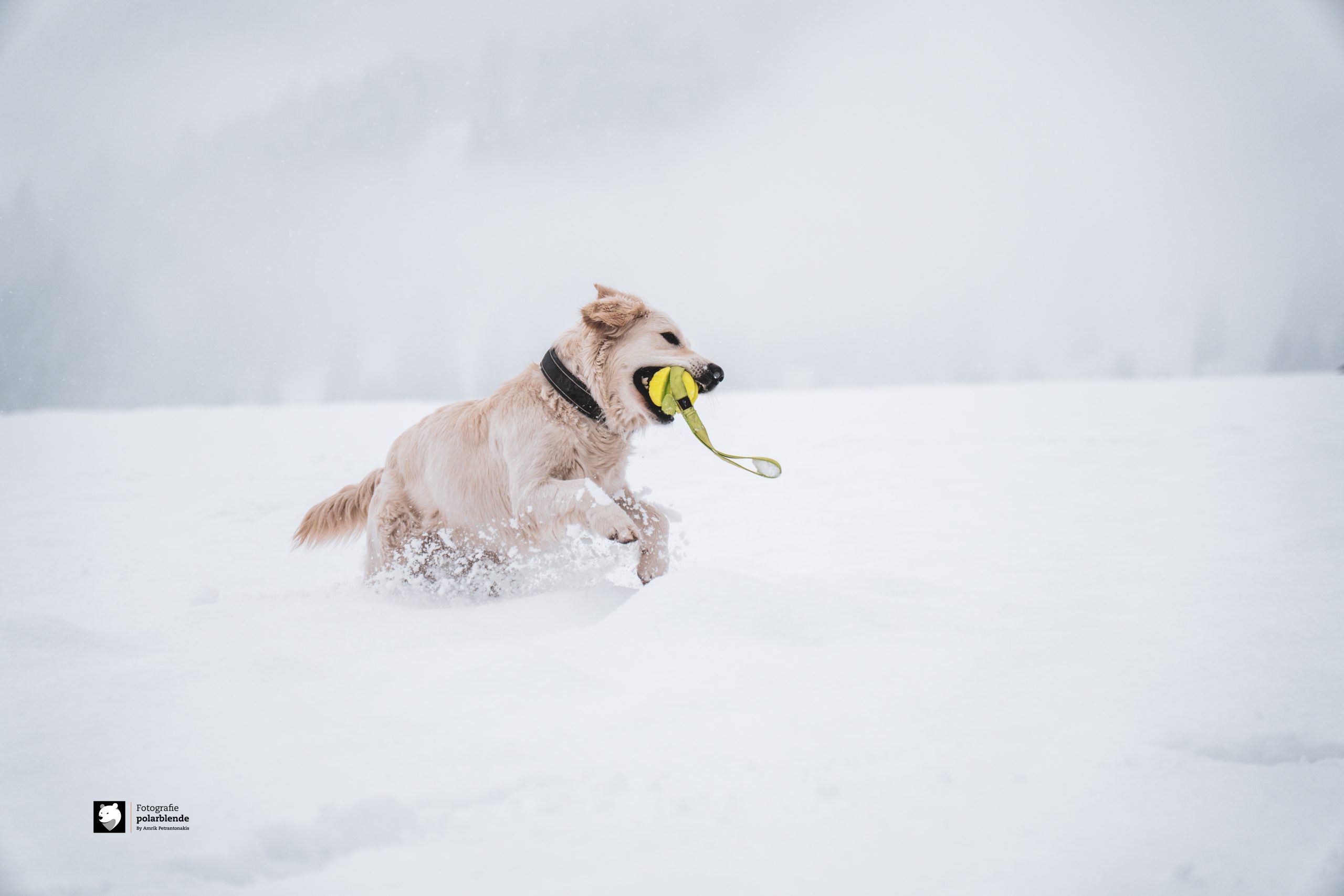 Tierfotograf polarblende - Hund Schnee