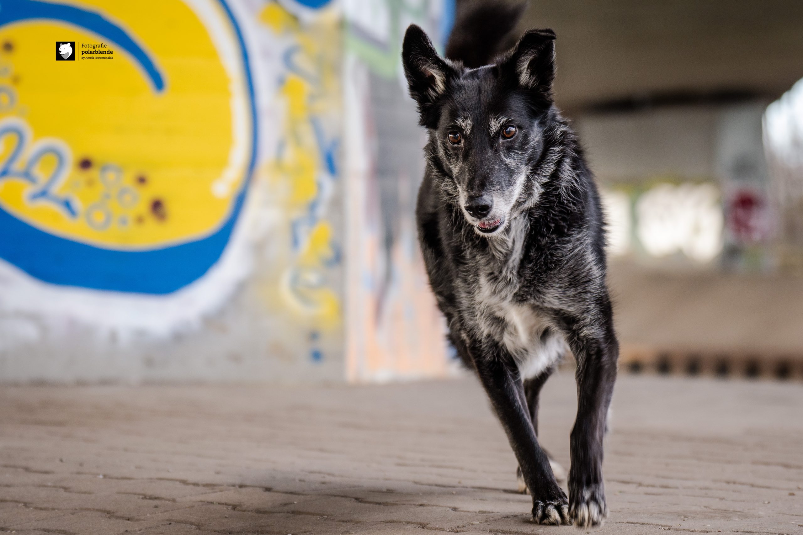 Tierfotograf polarblende - Hund Outdoor