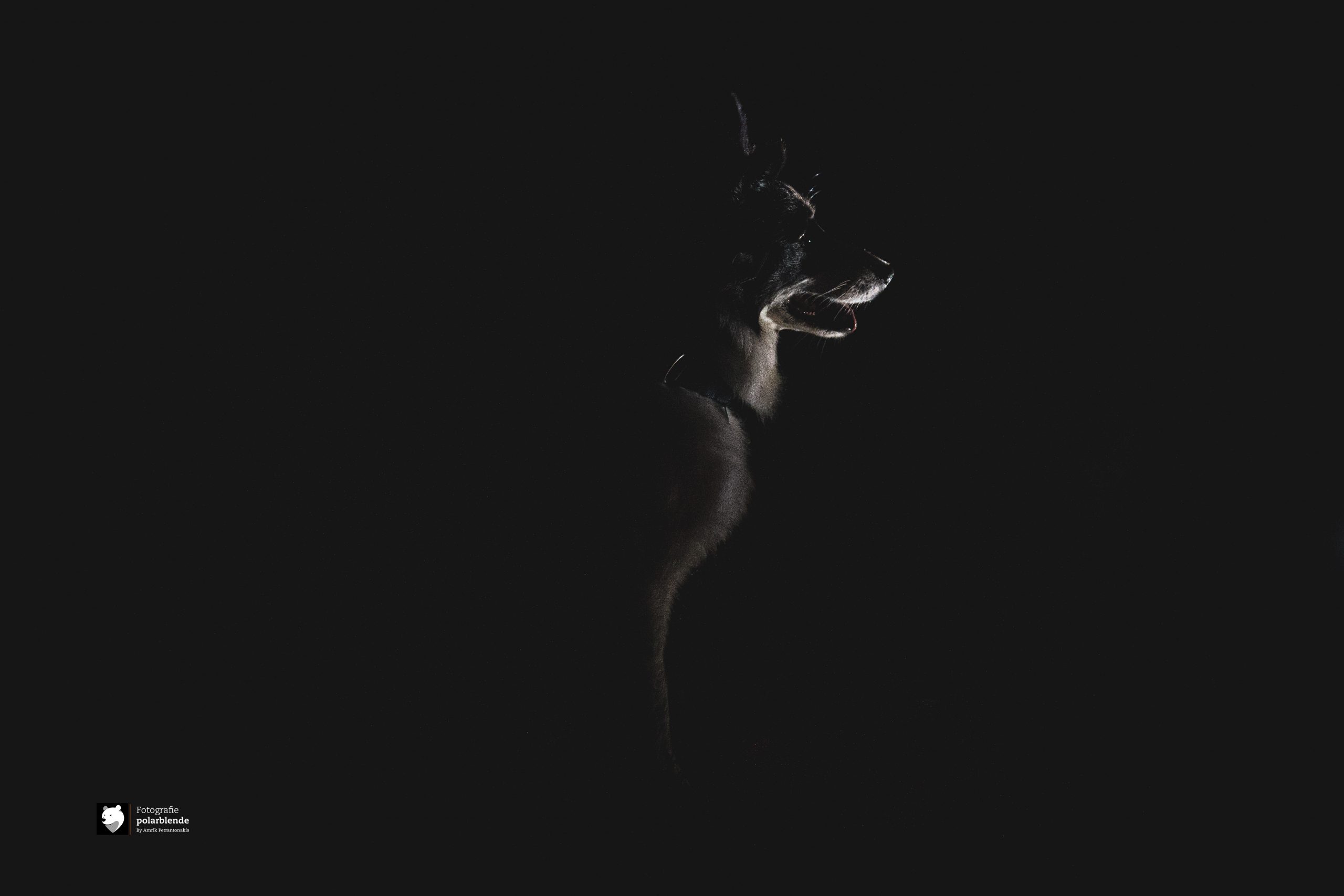 Tierfotograf polarblende - Hund Low Key Schwarz
