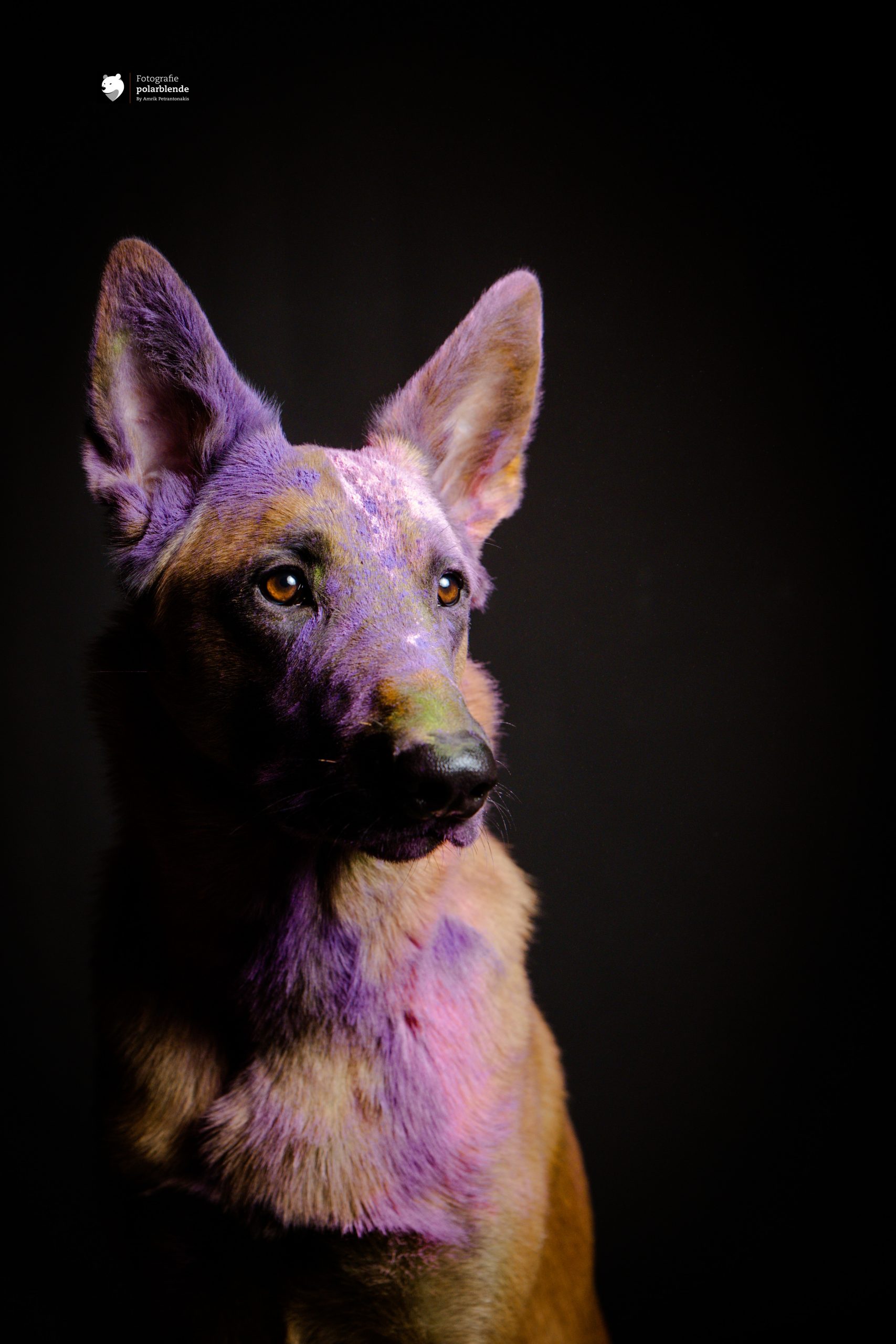 dog-pink Tierfotograf polarblende - Hund Holi Farbe