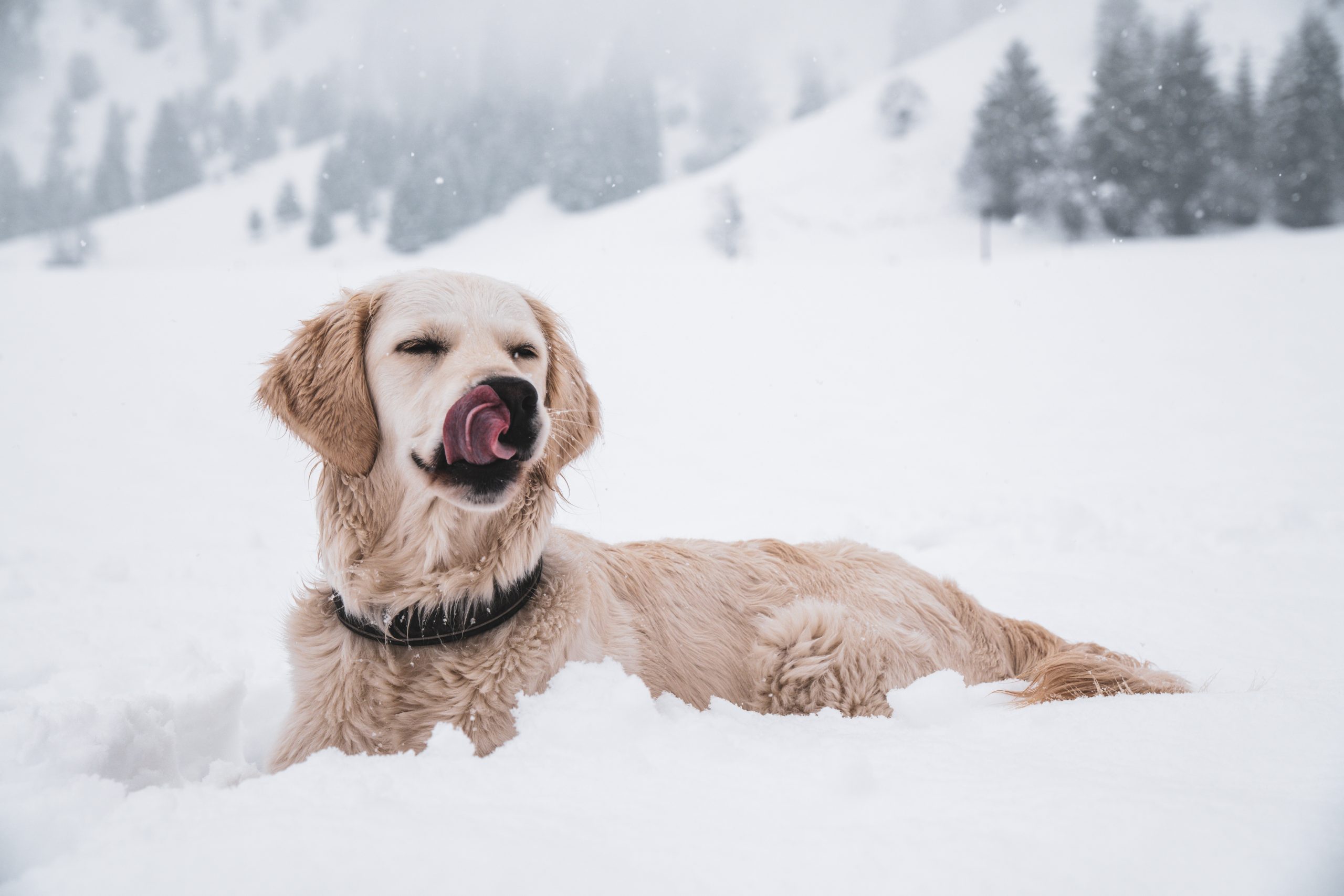 dog snow low Tierfotograf polarblende - Hund Schnee