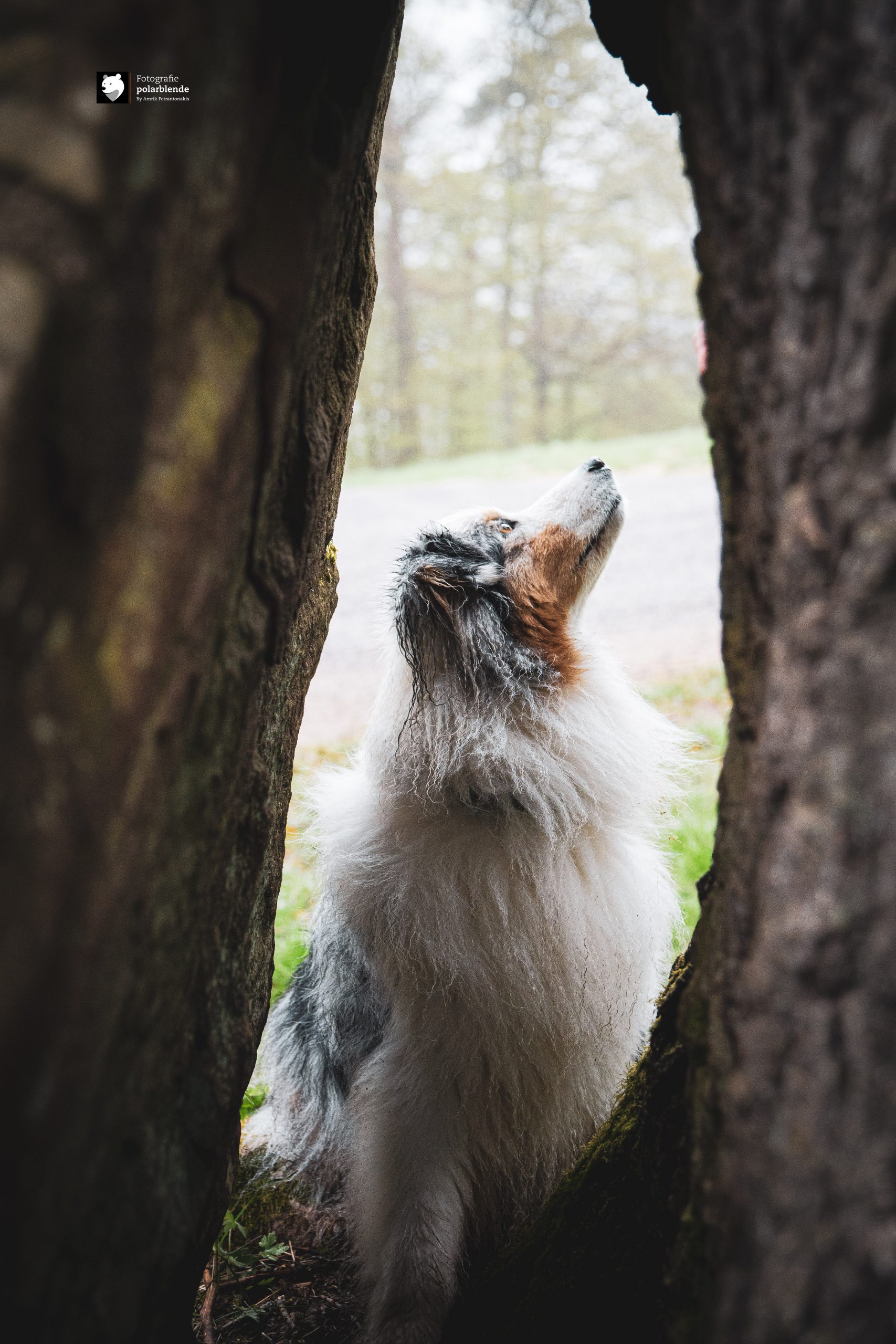 dog tree Tierfotograf polarblende - Hund Wald