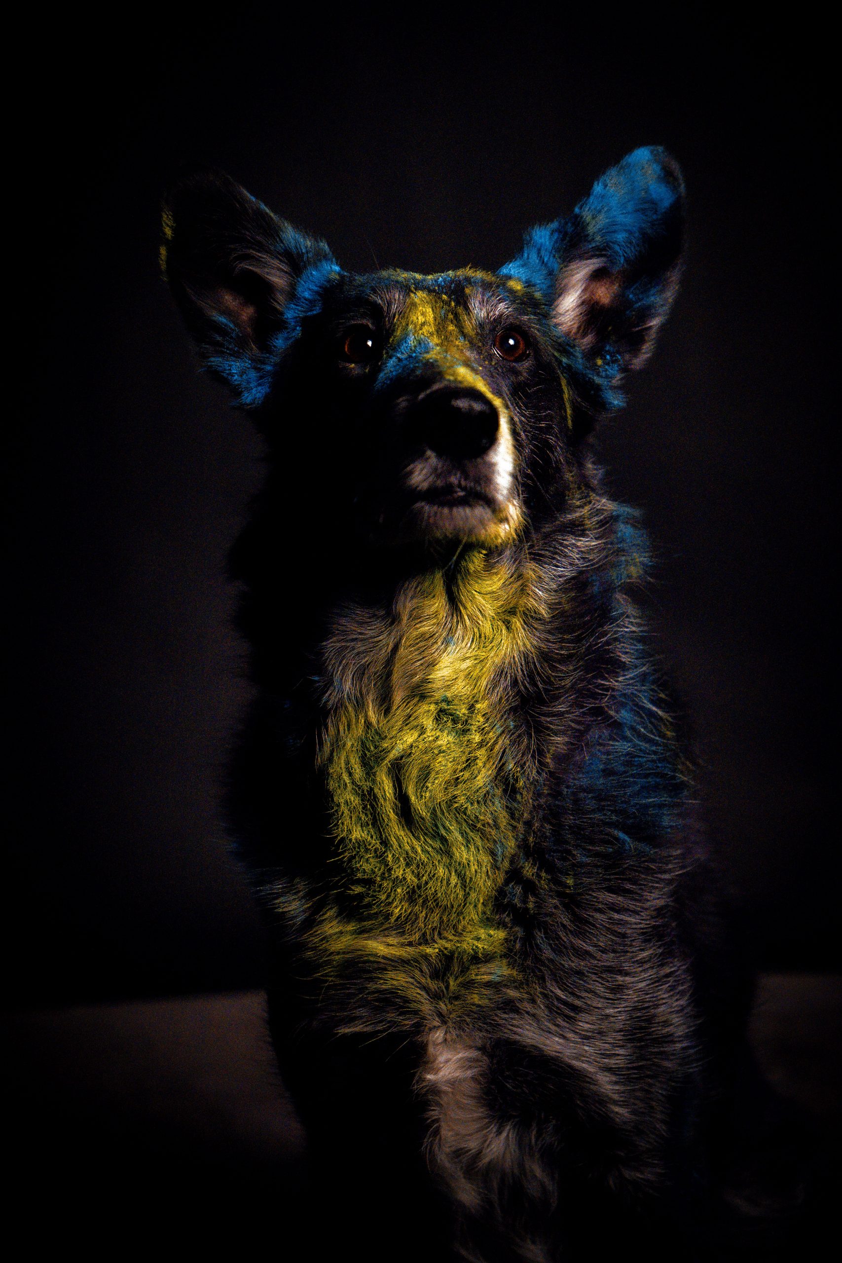 dog-yellow Tierfotograf polarblende - Hund Farbe Holi