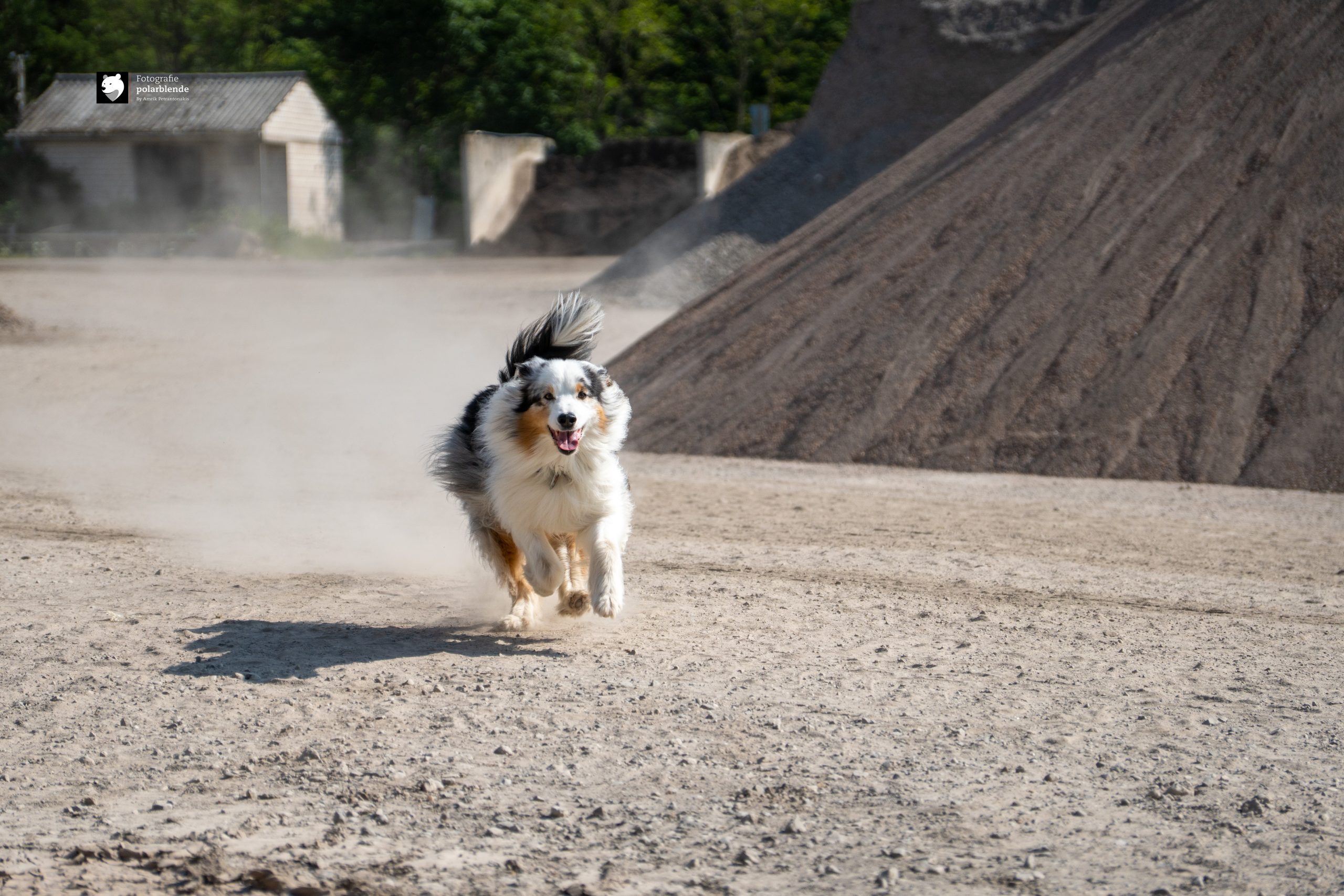 Tierfotograf polarblende - Hund im Staub