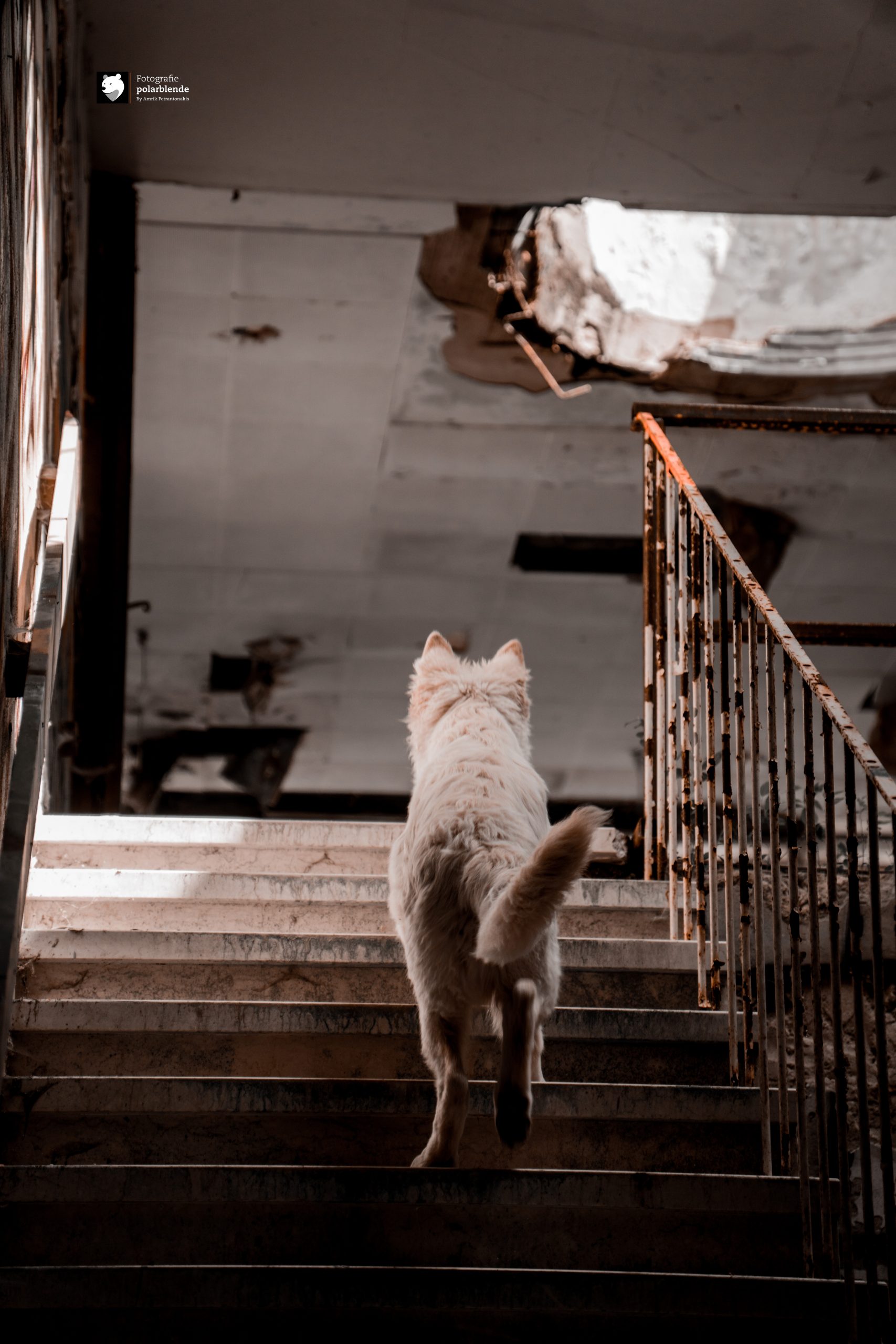 Tierfotograf polarblende - Hund Lost Places